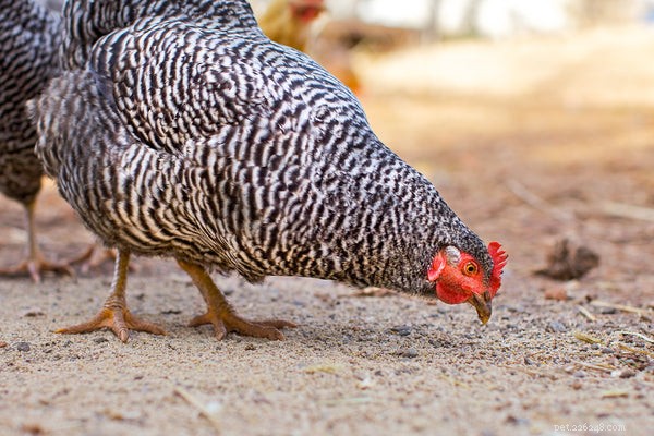 Все, что вам нужно знать об органическом корме для кур