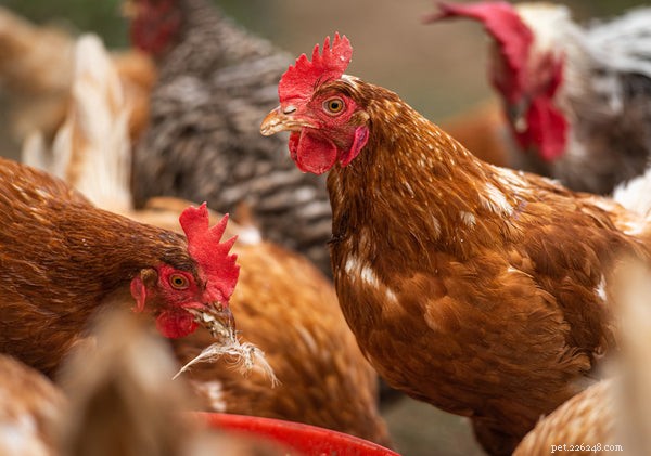 Vše, co potřebujete vědět o organickém kuřecím krmivu