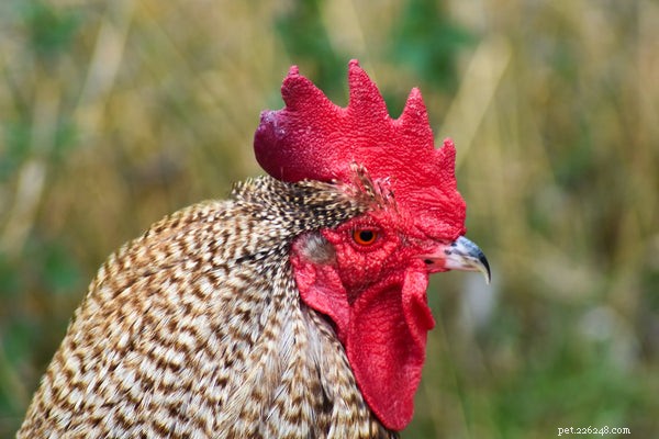 Tutto quello che devi sapere sui mangimi biologici per polli