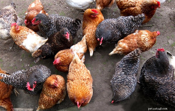 Tutto quello che devi sapere sui mangimi biologici per polli