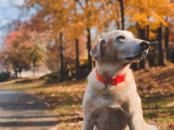 Färskt hundfoder:Vilka är fördelarna med din hund?