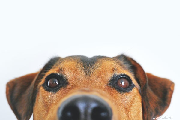 Свежий корм для собак:в чем польза для вашей собаки?