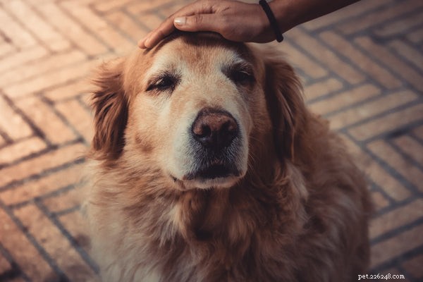 Färskt hundfoder:Vilka är fördelarna med din hund?