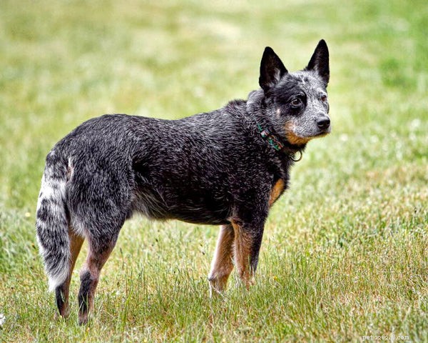 Tipos mais comuns de cães de pastoreio
