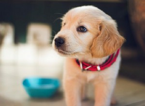 Quel est le coût de la stérilisation d un chien ?