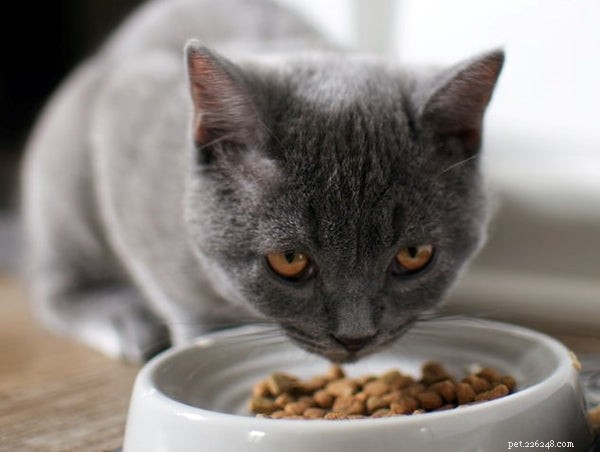 고양이에게 얼마를 먹여야 하나요?