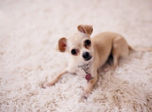 Espérance de vie du Chihuahua
