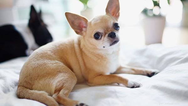 Chihuahua förväntad livslängd