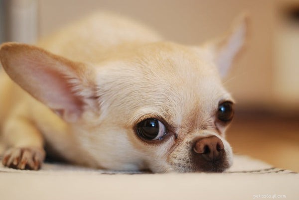 Chihuahua förväntad livslängd