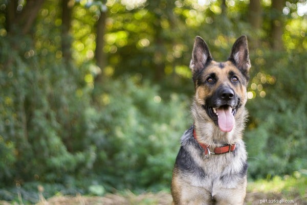 Wat is het beste hondenvoer voor de Duitse herder?