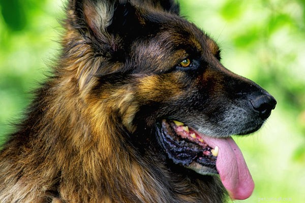 Wat is het beste hondenvoer voor de Duitse herder?