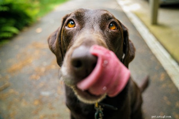 Quelle est la meilleure nourriture pour chien pour les estomacs sensibles
