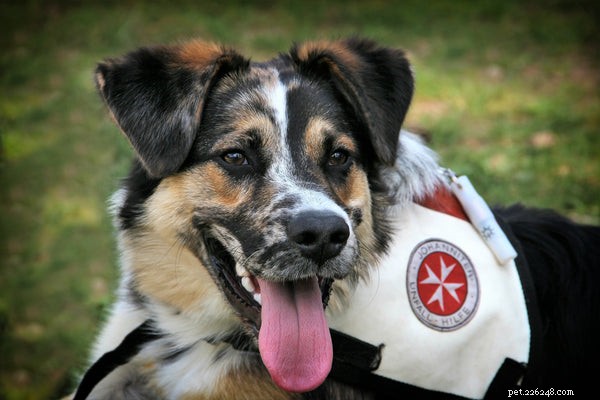 Proč byste si měli pořídit záchranné psy k adopci
