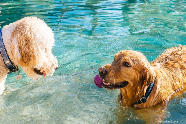 Плавание с собакой:как заставить вашего спутника полюбить воду