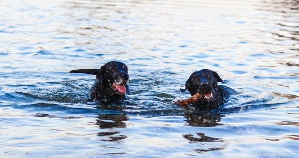 Nage avec un chien :comment faire aimer l eau à votre compagnon