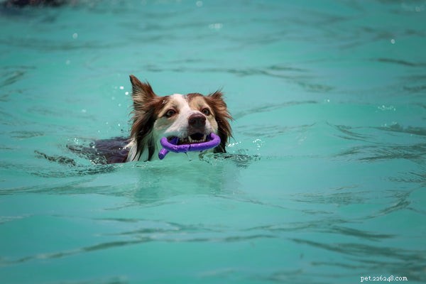 강아지 수영:동반자가 물을 사랑하게 하는 방법
