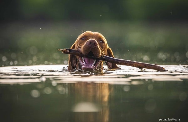 강아지 수영:동반자가 물을 사랑하게 하는 방법