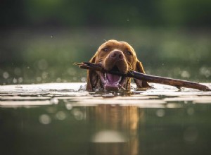 Плавание с собакой:как заставить вашего спутника полюбить воду