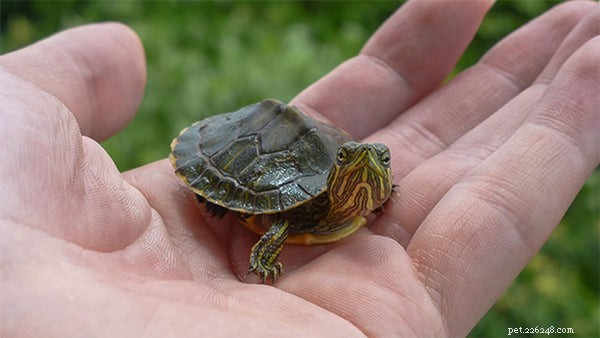 Melhores tartarugas de estimação