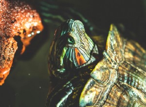 Melhores tartarugas de estimação