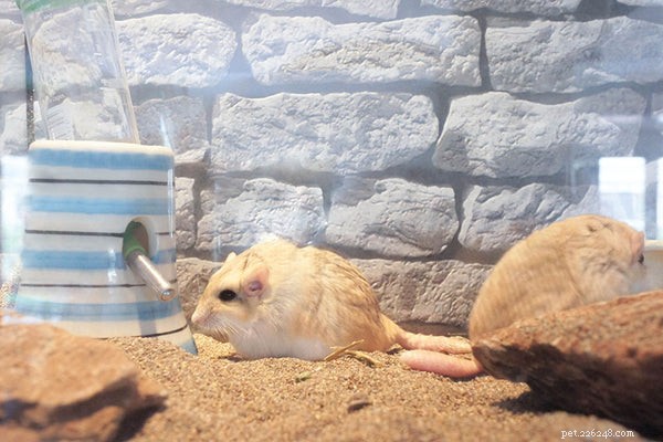 Fet-tailed Gerbil