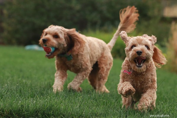 Wat is het beste hondenvoer voor Goldendoodles?