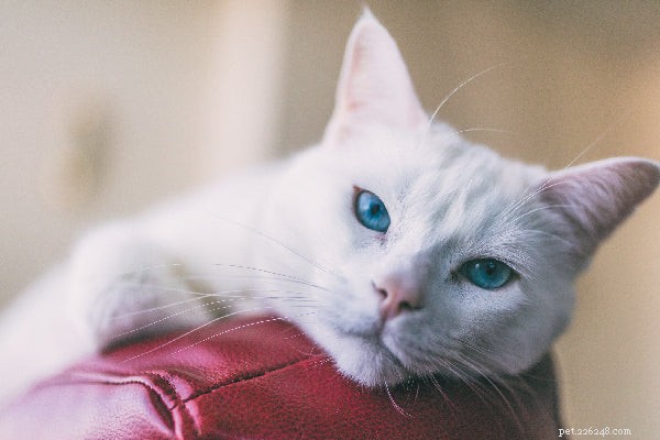 A melhor comida de gato para estômagos sensíveis:o que você precisa saber