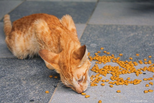 A melhor comida de gato para estômagos sensíveis:o que você precisa saber