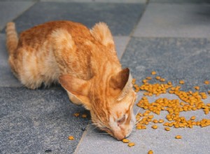 Nejlepší krmivo pro kočky pro citlivé žaludky:Co potřebujete vědět