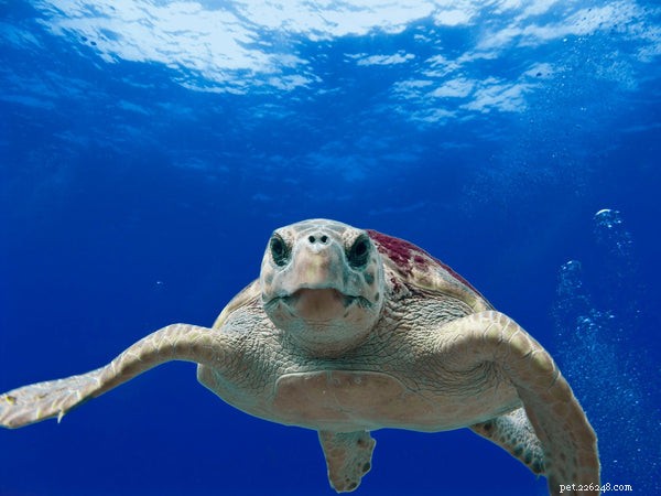 Houden schildpadden een winterslaap?