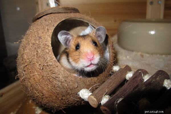 Hamster-slaapstand