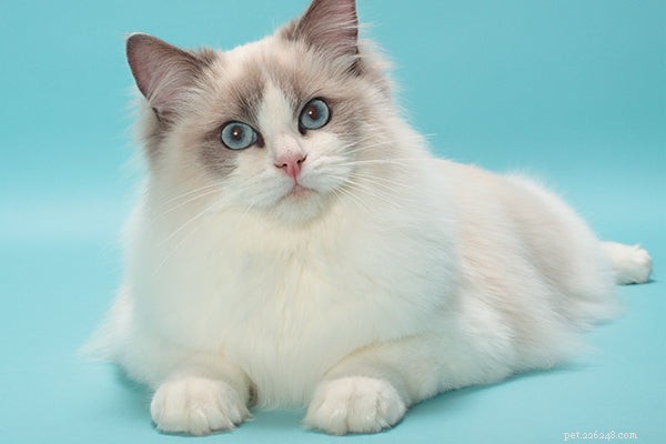 Zijn Ragdoll Cats hypoallergeen?