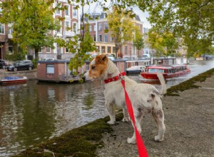 犬の散歩：すべての犬の飼い主が知っておくべき3つのこと 