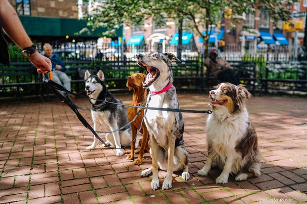 Gående hundar:3 saker varje hundägare bör veta
