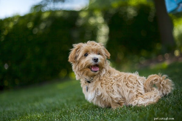 Hundspårningsenhet:Vad du bör veta för att hålla din hund säker