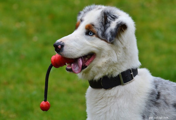 Dispositivo di localizzazione per cani:cosa dovresti sapere per mantenere il tuo cane al sicuro
