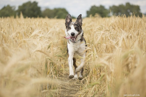 Hundspårningsenhet:Vad du bör veta för att hålla din hund säker