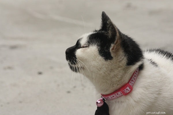 Trackinghalsband voor katten:wat u moet weten voordat u koopt