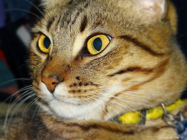 Trackinghalsband voor katten:wat u moet weten voordat u koopt