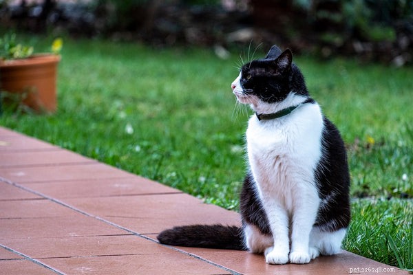 Ошейник для отслеживания кошек:что нужно знать перед покупкой