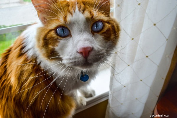Obojek na sledování koček:Co byste měli vědět před nákupem