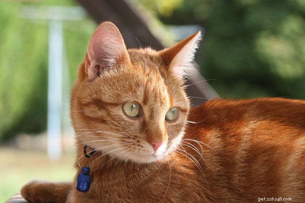 Coleira de rastreamento para gatos:o que você deve saber antes de comprar