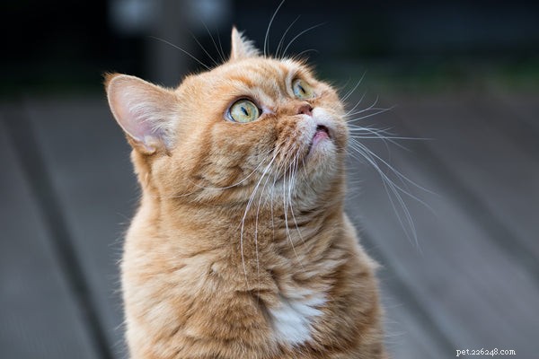 Para que servem os bigodes de gato?