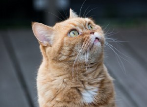 Vad är kattmorrhår för?