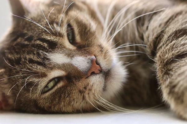 Для чего нужны кошачьи усы?