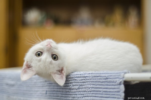 K čemu jsou kočičí vousy?