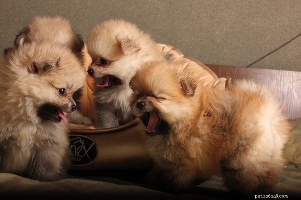 Посмотрите на этих 5 собак, похожих на плюшевых мишек