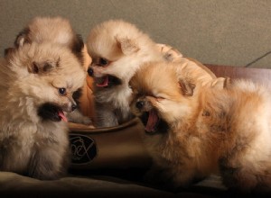 Se dessa 5 hundar som ser ut som teddybjörnar