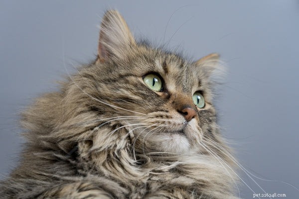 Katten met pluizige staarten 5 rassen die je moet kennen