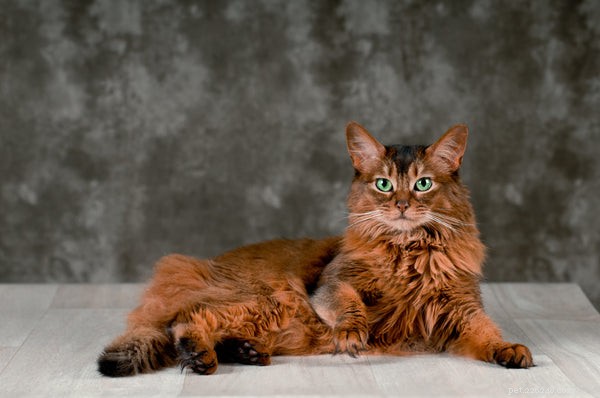 Katten met pluizige staarten 5 rassen die je moet kennen